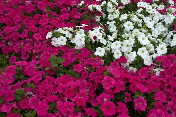 Transformez Votre Bureau en un Oasis Bohème : Guide pour Un Espace de Travail Inspirant